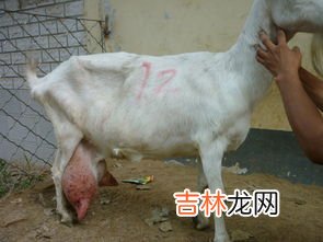 奶山羊养殖技术,奶山羊怎样养殖?