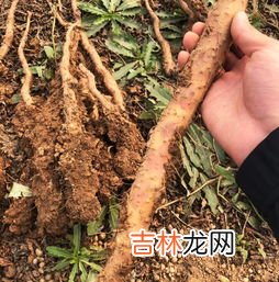 山药有几个品种,山药的品种有哪些?怎样区分
