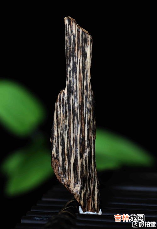 沉香木是什么树,沉香木是指什么树?