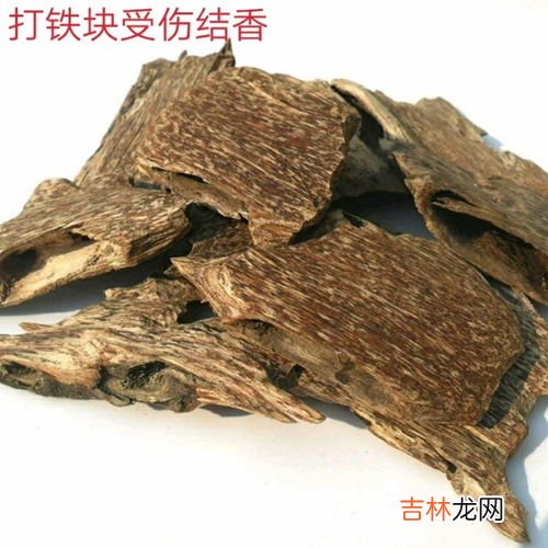 沉香木是什么树,沉香木是指什么树?