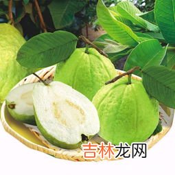 番石榴怎么催熟,熟透的番石榴能吃吗?