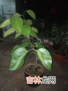 番石榴怎么催熟,熟透的番石榴能吃吗?