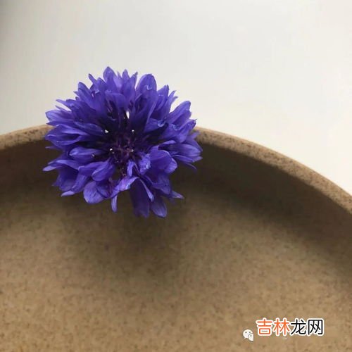 紫色的花有哪些,紫色的花有什么