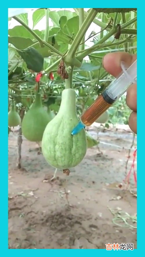 柠檬黄对人体有害吗,柠檬黄可以食用吗?