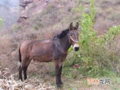 骡子和马区别,骡子和马的区别在哪里