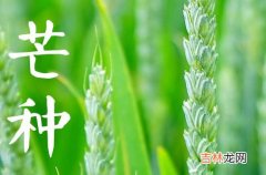 2023年芒种可以种什么菜 芒种的禁忌