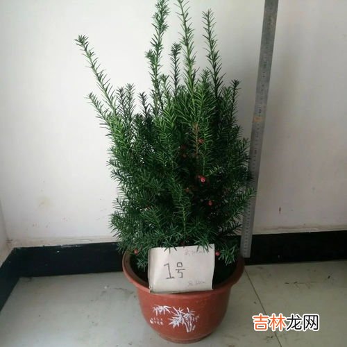 红豆杉的养殖方法,红豆杉的养殖方法
