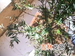 红豆杉的养殖方法,红豆杉的养殖方法