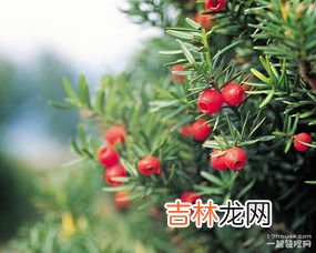 红豆杉的养殖方法,红豆杉的养殖方法