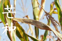 2023年芒种能种什么菜 芒种播种的注意事项