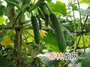 秋黄瓜和普通黄瓜区别,旱黄瓜和普通黄瓜有什么区别