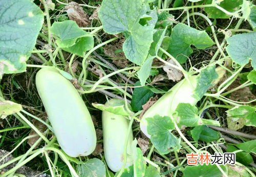 秋黄瓜和普通黄瓜区别,旱黄瓜和普通黄瓜有什么区别