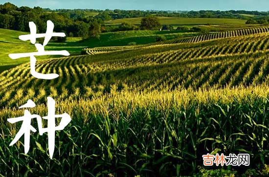 2023年芒种节气的来历和风俗 芒种节气南方的风俗有什么