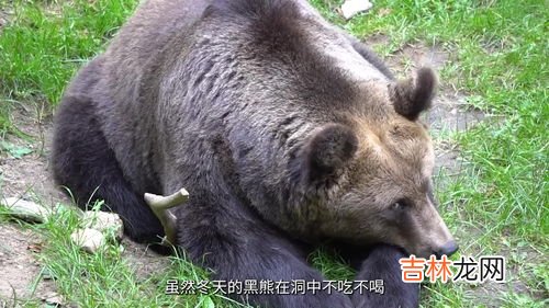 哪些动物会冬眠,哪些动物会冬眠？