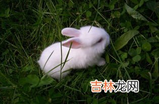 兔子吃啥,小兔子吃什么食物