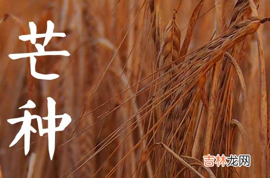 2023年芒种的芒是什么意思 芒种节气北方的风俗有什么
