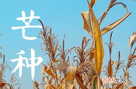 2023年芒种的来历和风俗芒种节气的传统习俗