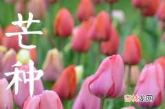 2023年芒种是夏季的第几个节气芒种节气是夏天吗