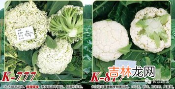 网上买的菜种子怎么种,菜种子怎么种植方法