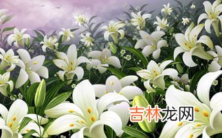 百合花怎么养,百合花怎么养
