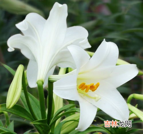百合花怎么养,百合花怎么养