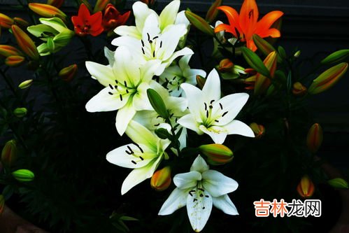 百合花怎么养,百合花怎么养