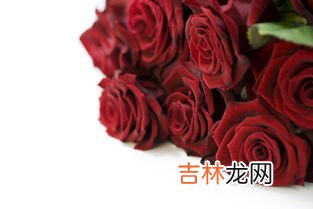 玫瑰种类,玫瑰花种类
