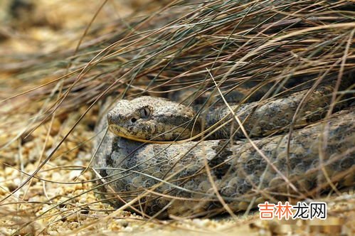 吵醒冬眠的蛇有多严重,踩到冬眠的蛇会怎么样