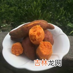 血管地瓜是转基因吗,红薯是转基因食品吗