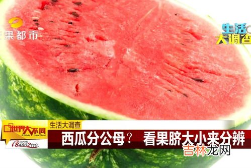 西瓜公母的区别,西瓜公母的区别是什么