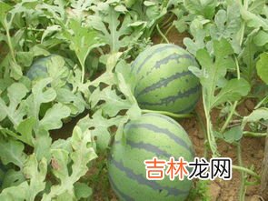 西瓜公母的区别,西瓜公母的区别是什么