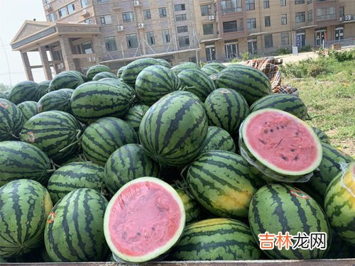 西瓜公母的区别,西瓜公母的区别是什么