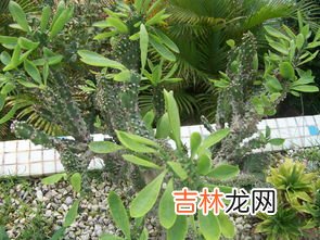 仙人掌放在计算机旁能防辐射这种说法是,仙人球放在电脑旁真的可以防辐射吗?