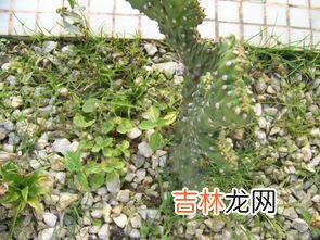 仙人掌放在计算机旁能防辐射这种说法是,仙人球放在电脑旁真的可以防辐射吗?