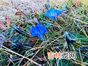 龙胆花什么人不能喝,龙胆花可以怎么用？