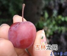 路边的红李子能吃吗,路边的红叶树结出的小红果能吃吗?