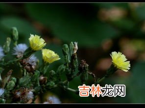棉花花语,棉花的花语是什么?