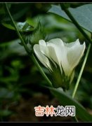 棉花花语,棉花的花语是什么?