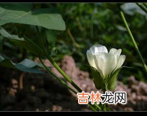 棉花花语,棉花的花语是什么?