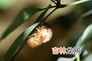 金蝉怎么保存才新鲜,金蝉是如何保鲜的