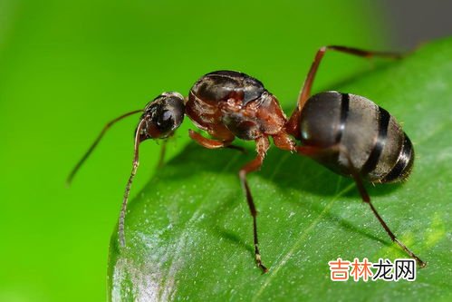 蚂蚁属于什么纲,蚂蚁属于什么类动物