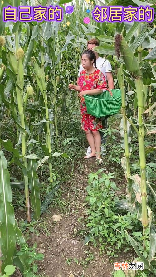 在穗什么意思,你孩子目前是否在穗是什么意思
