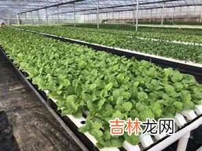 水培蔬菜怎么种植,水培蔬菜怎么种植