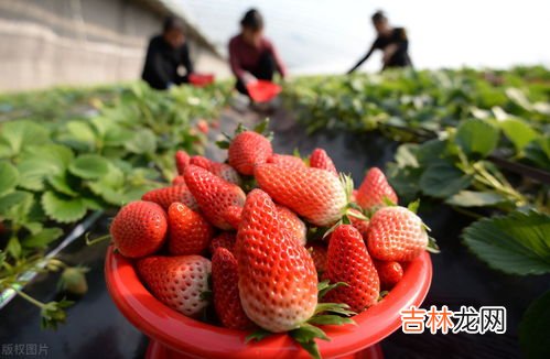 12月份是吃草莓的季节吗,草莓季节是几月份吃?