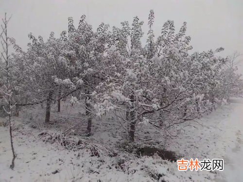 下雪天吉祥话,下雪了的祝福语