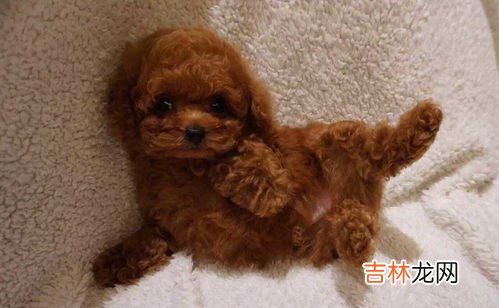 为什么说泰迪是流氓狗,泰迪狗为什么叫流氓狗？