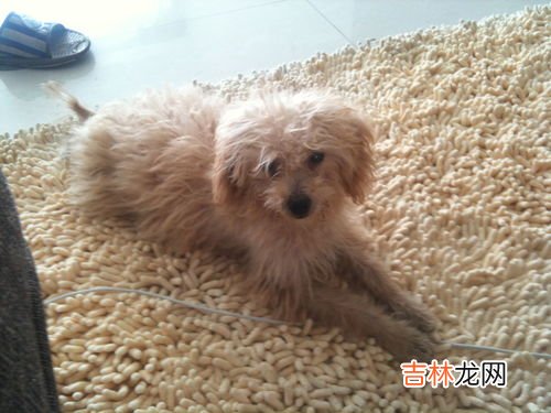 为什么说泰迪是流氓狗,泰迪狗为什么叫流氓狗?