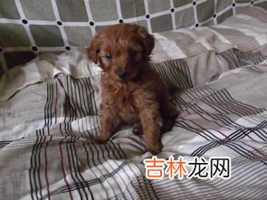为什么说泰迪是流氓狗,泰迪狗为什么叫流氓狗?