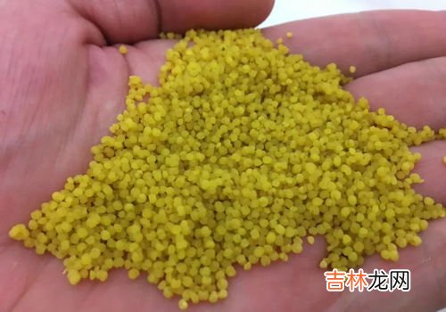 米邦塔和黄大刺的区别,米邦塔仙人掌如何养殖及种植价值