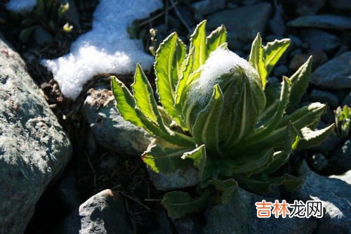 雪莲要垫是国家认可的吗,雪莲要垫用了会排毒吗